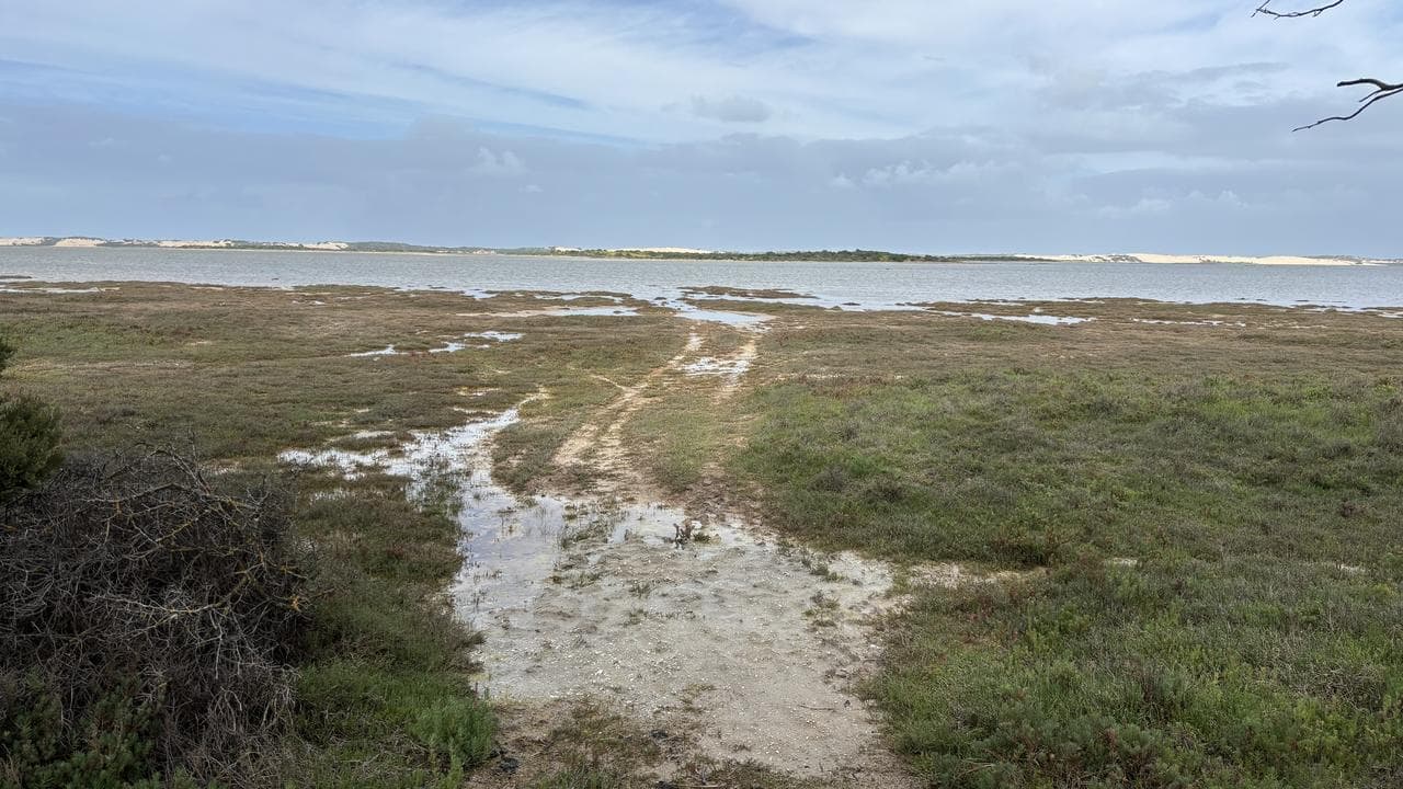 Canary in the Coorong: shedding light on toxic algae