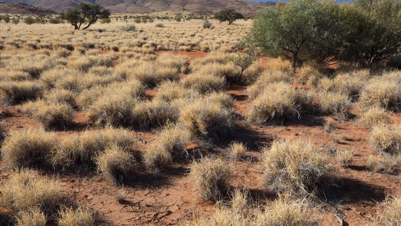 Hitchhiking weed spreads fear for sacred waterholes
