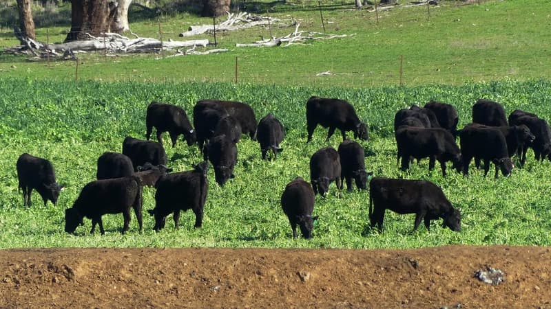 Farmers led down 'dead end' on opposition to EU deal