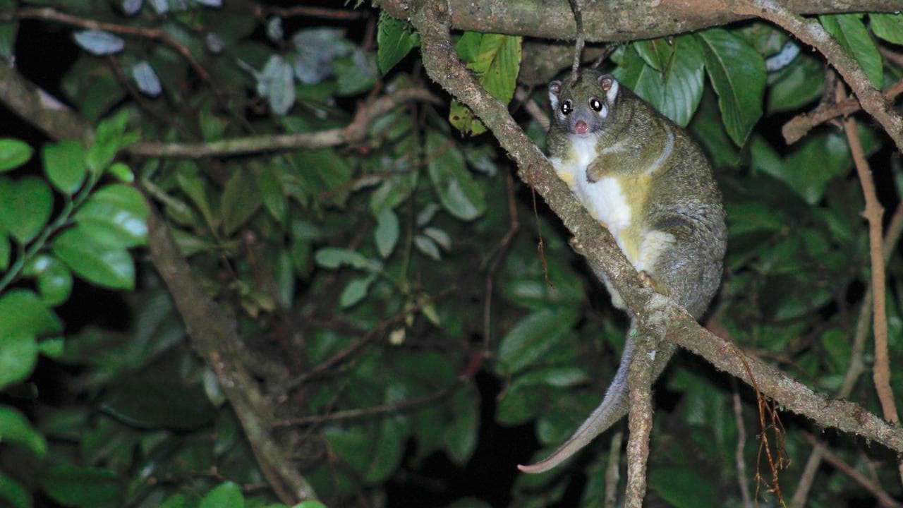 Possum poo holds the key to Burili ulcer outbreaks
