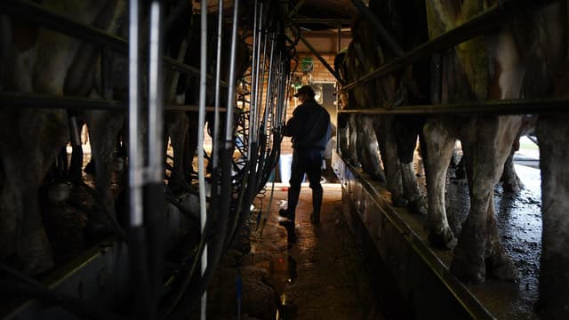 Dairy farmers happy to milk profits but hurdles remain
