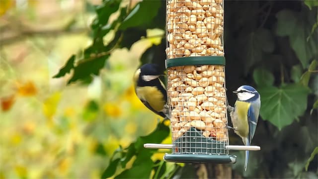 Window to the Wild - Meeting marvellous wildlife through Hikvision's video technology