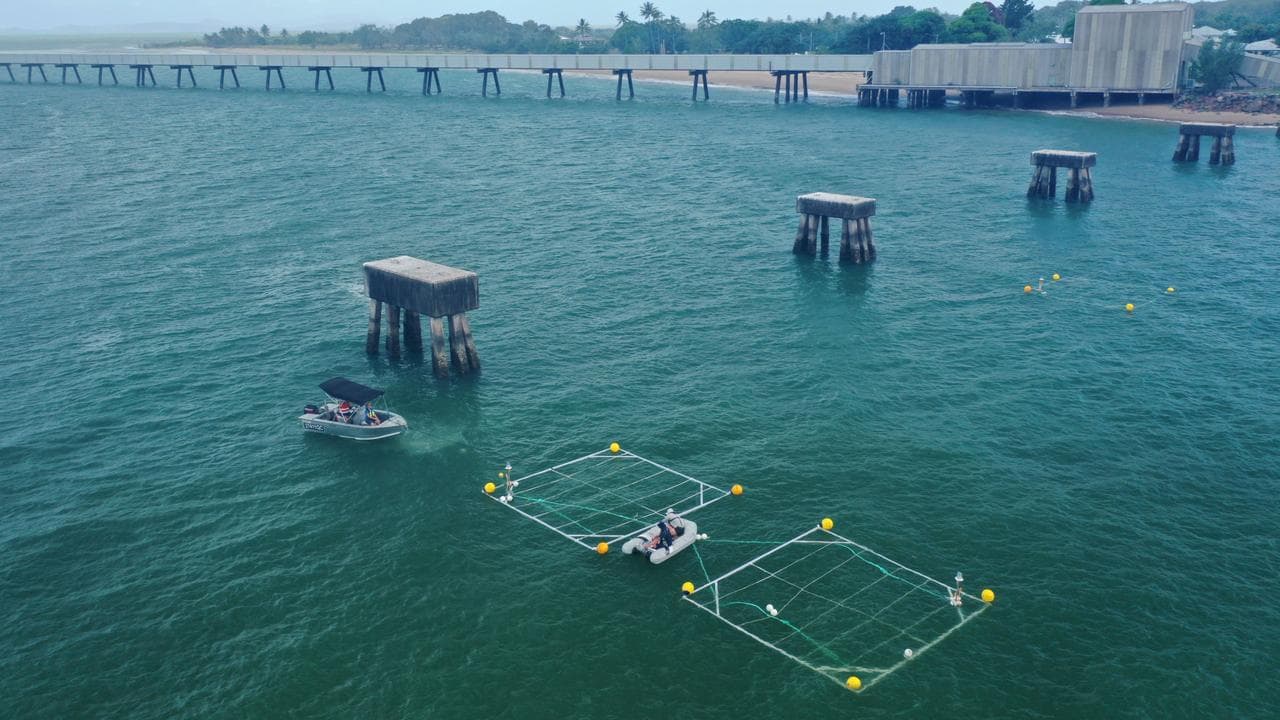 Seaweed trial to suck out Barrier Reef nitrogen nasties