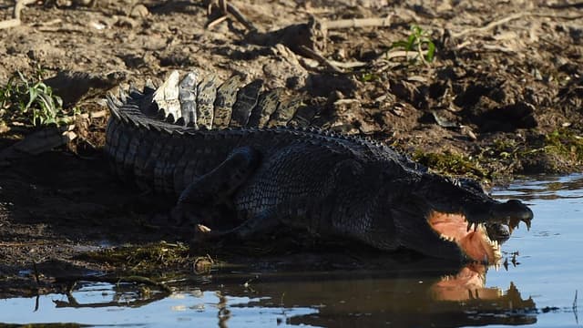 Fatal attack on fisherman by two crocs may be a first