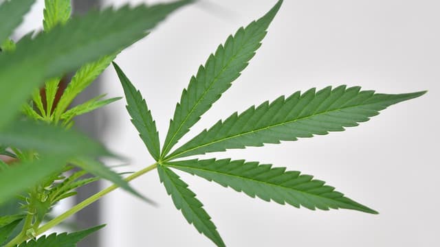 Push to legalise personal marijuana use in three states