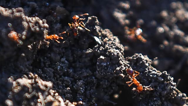 Auditor tells Qld to get its biosecurity act together