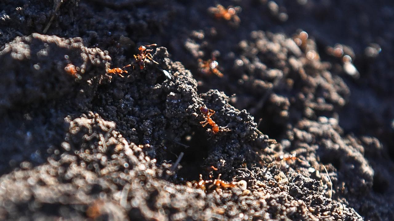 Half a billion more dollars needed to fight fire ants
