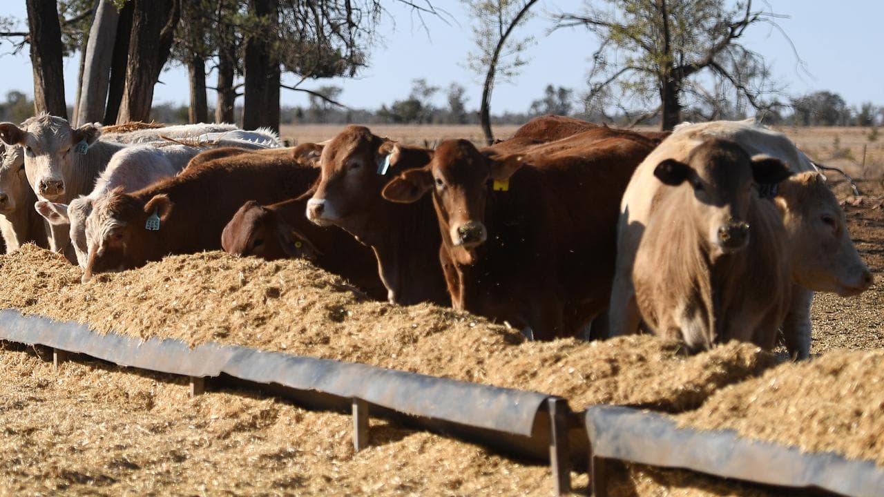 Livestock fears as shortage of vets hits farmers