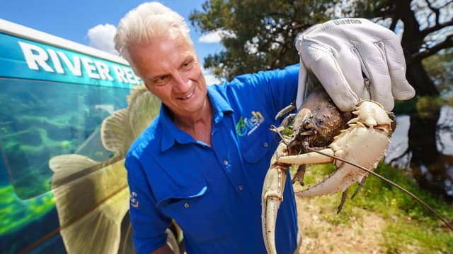 Murray crays and fish head home after flood rescues