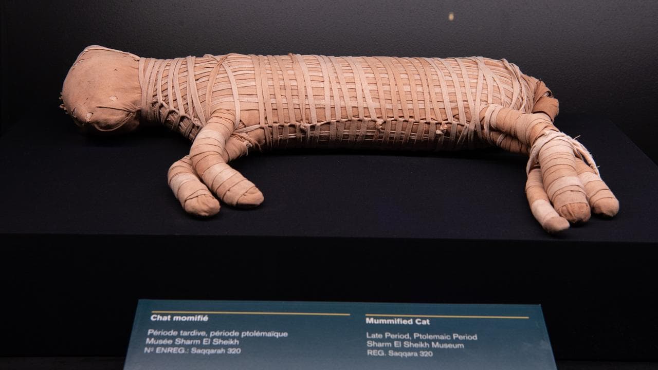 Ramses blockbuster to showcase mummified lion cub, cats