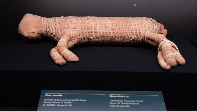 Ramses blockbuster to showcase mummified lion cub, cats