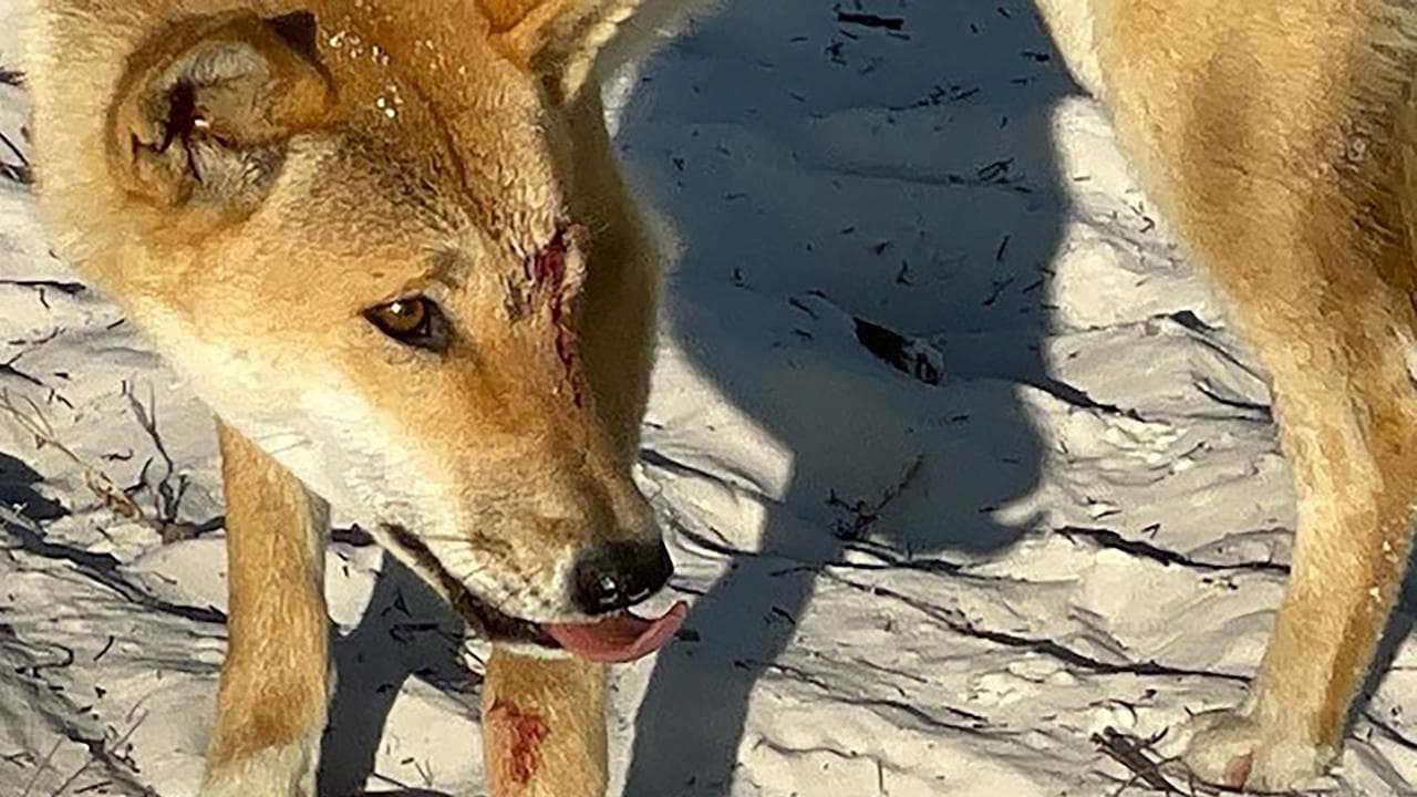 Rangers reject cull call as dingo pack attacks woman