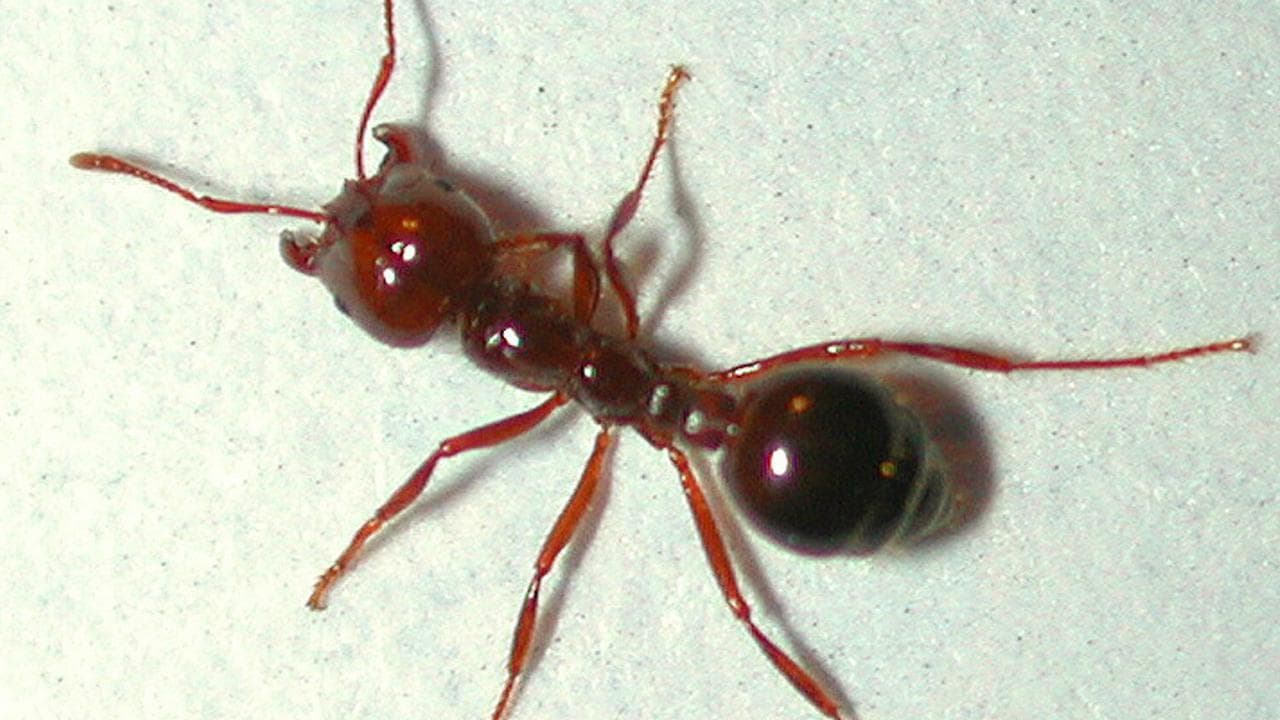 Infestation threat as fire ant nest found near border