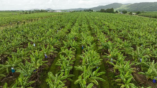 Sustainable farming method undergoes a growth spurt