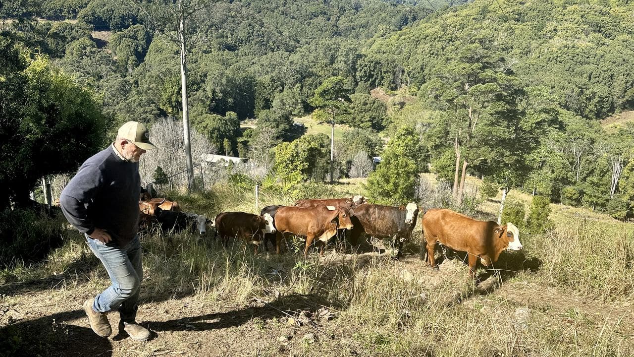 Calls for border checkpoints in fight against fire ant
