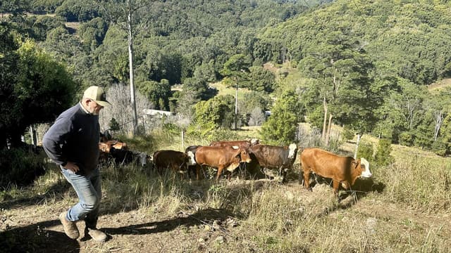 Calls for border checkpoints in fight against fire ant