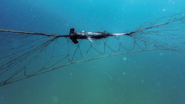 NSW nets trap few sharks but lots of threatened species