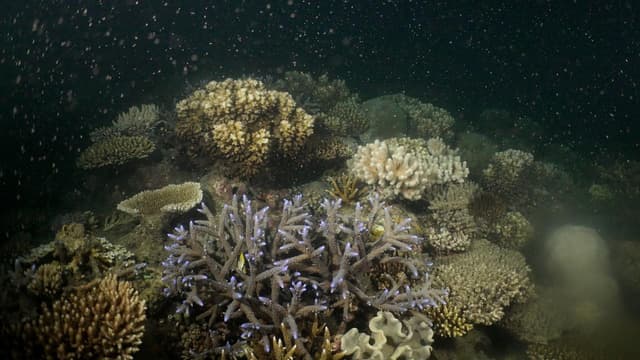 Experts demand new reef plan with rising climate threat