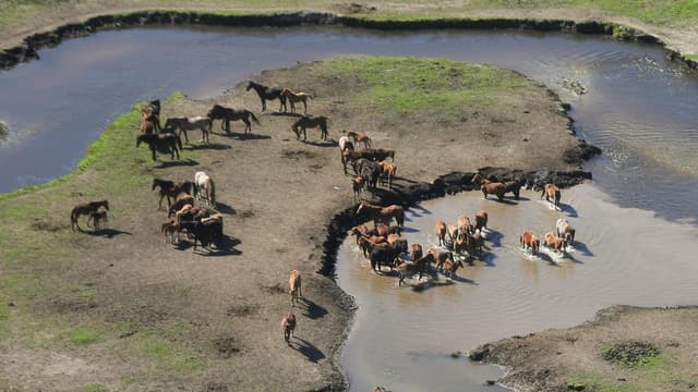 Aerial brumby cull could be 'option' in Kosciuszko park