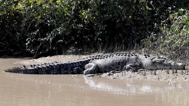Defence faces $1.5m fine after soldiers mauled by croc