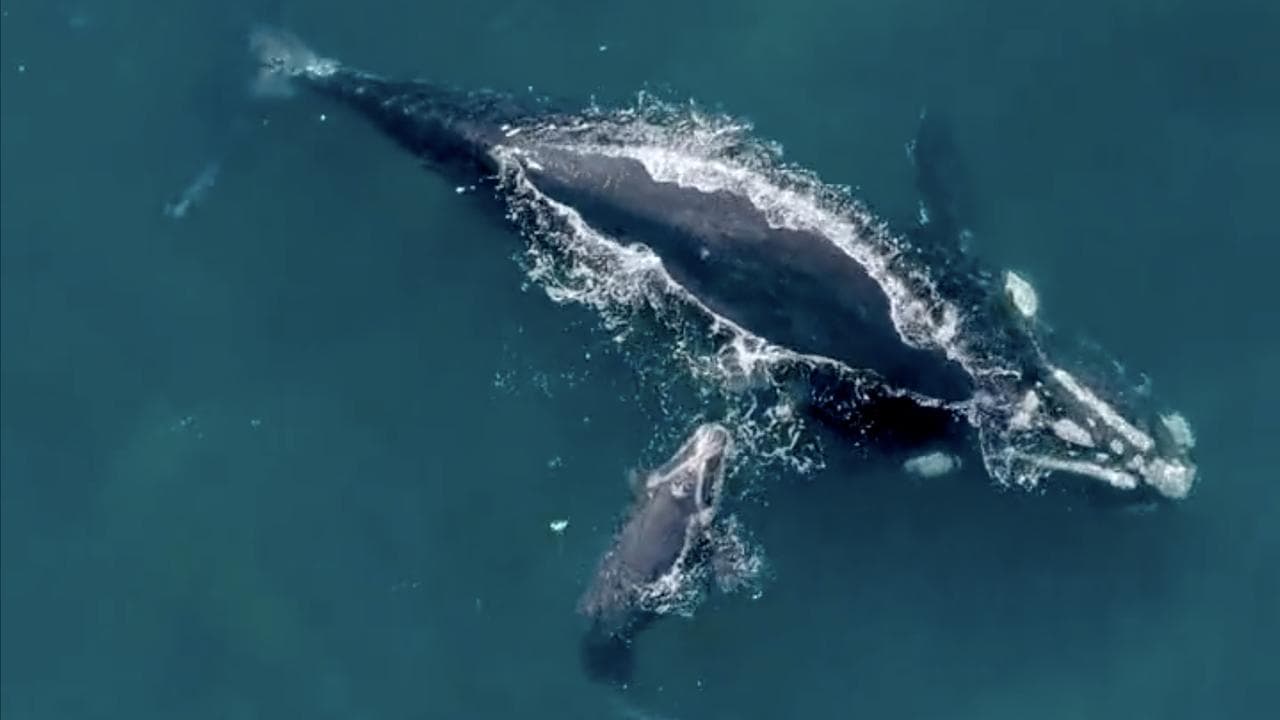 Rare sight as whales approach Sydney Harbour rest stop