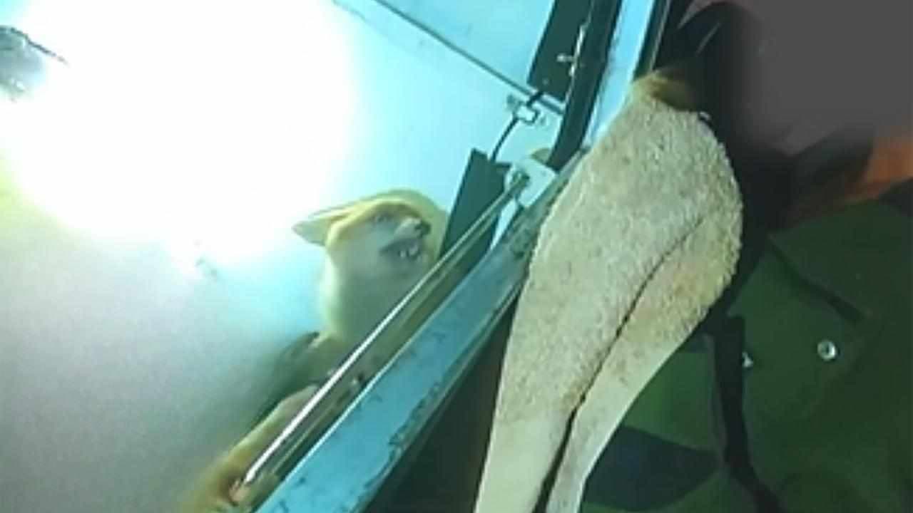 Man jailed over cruelty to deer, fox and guinea pig