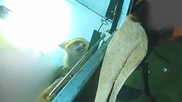 Man jailed over cruelty to deer, fox and guinea pig
