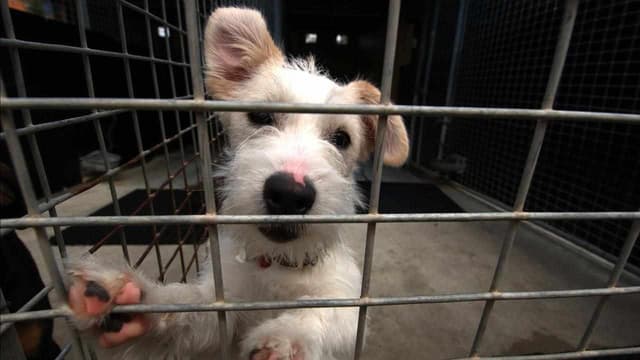 Animals in pounds face cruel deaths as vet crisis bites