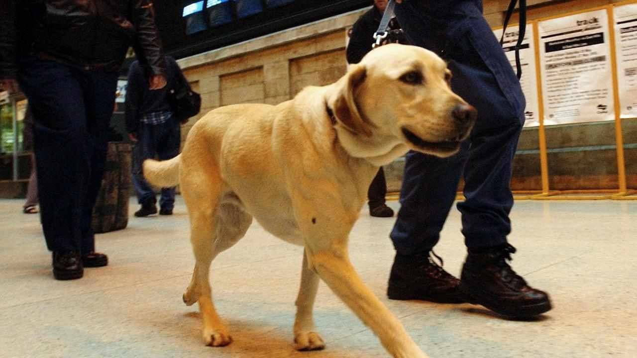 Bad smell for drug-detection dogs at music festivals