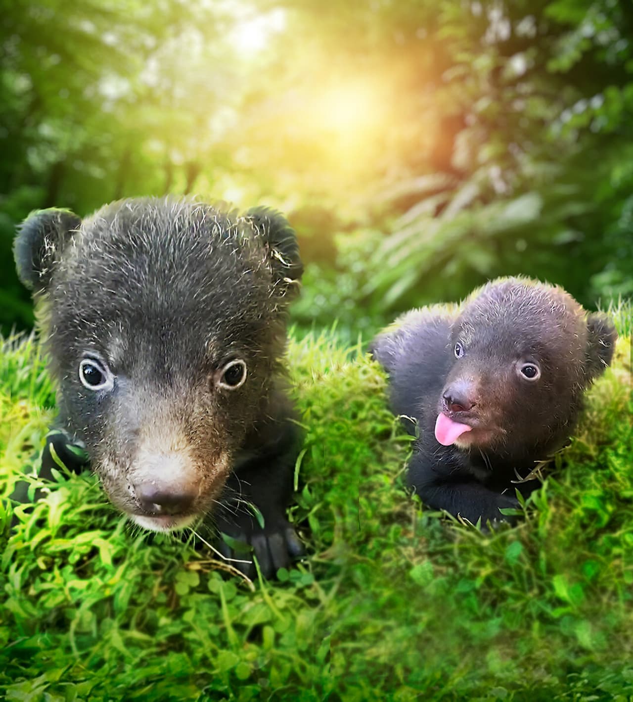 Heartwarming News: The Amazing Taman Safari Bali Welcomes Himalayan Black Bear Cubs