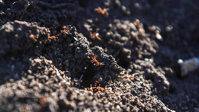 Senate to probe efforts to eradicate fire ants