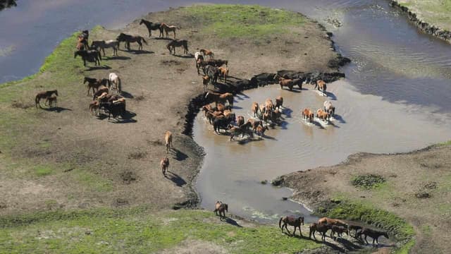 Aerial shooting cleared after brumby numbers boom