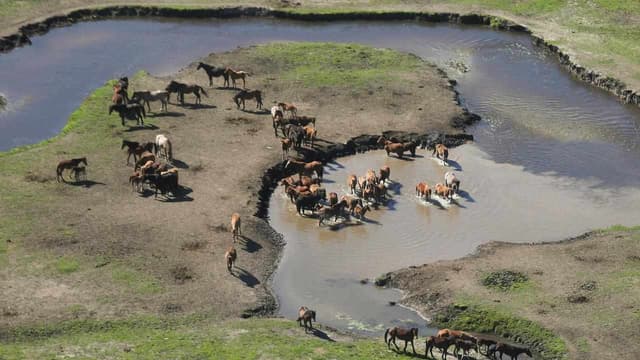 Emissions higher in mossy wetlands with brumbies: study