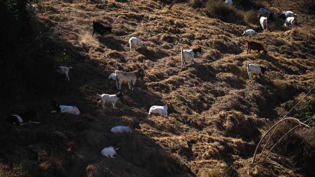 Butting of heads over feral goat plan