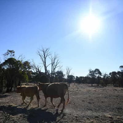 Farmers plan for drier conditions by preparing soils