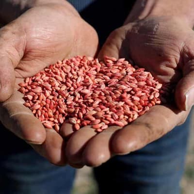 Australian barley back in China after lifted tariffs