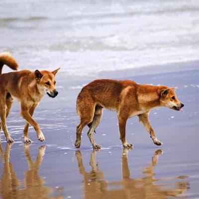 Girl bitten, boy chased by dingoes on K’gari