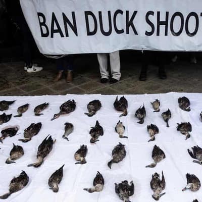 Opponents shoot down duck hunting report as a 'failure'