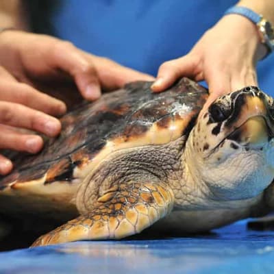 Rare sea turtle lays 'precious' eggs on mid-north coast