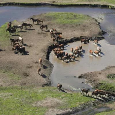'Humane' repeat-shooting of brumbies during trial cull