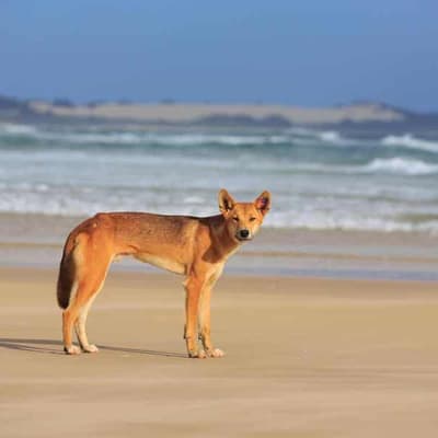 Child bitten by dingo after mother stops to take photo
