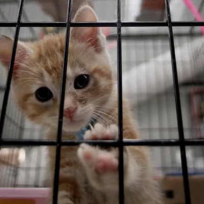 School student kitty litter claim lands in Qld