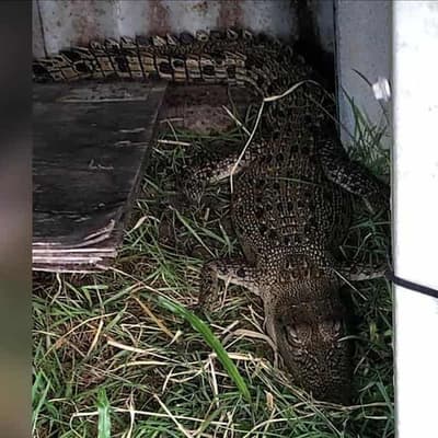 Croc shock as reptile found cooped up in chook pen