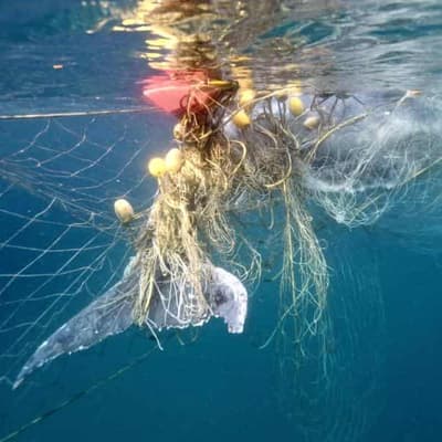Push to turn the tide against 'death trap' shark nets