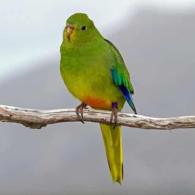 Disease threat emerges for critically endangered parrot