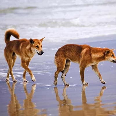 Child bitten in latest dingo attack at popular island