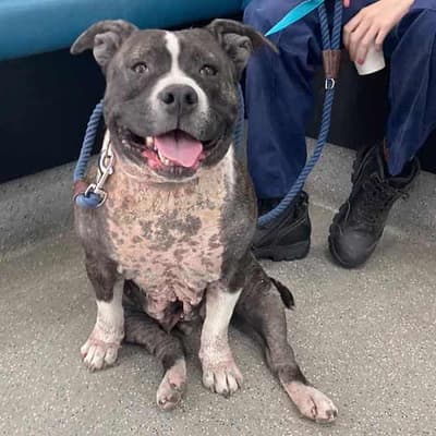 Owners fined, banned for neglecting dog's allergies