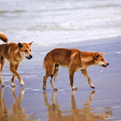 Tracking option raised after dingo bites girl on K'gari