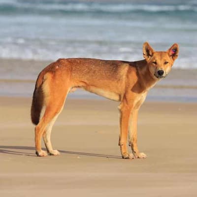 Man bitten by dingo in another attack on popular island