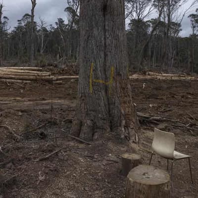 Loggers assaulted environmentalists in NSW forest